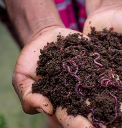 vermicompost fertilizer